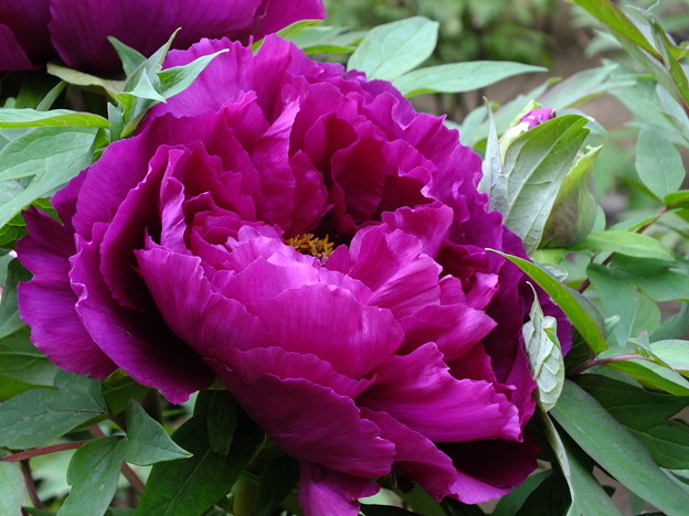 DSCF0280