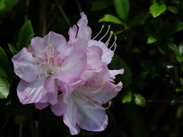 DSCF0054