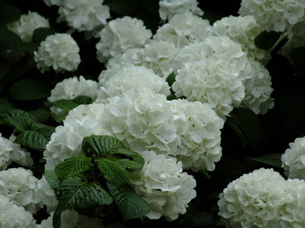 DSCF0260
