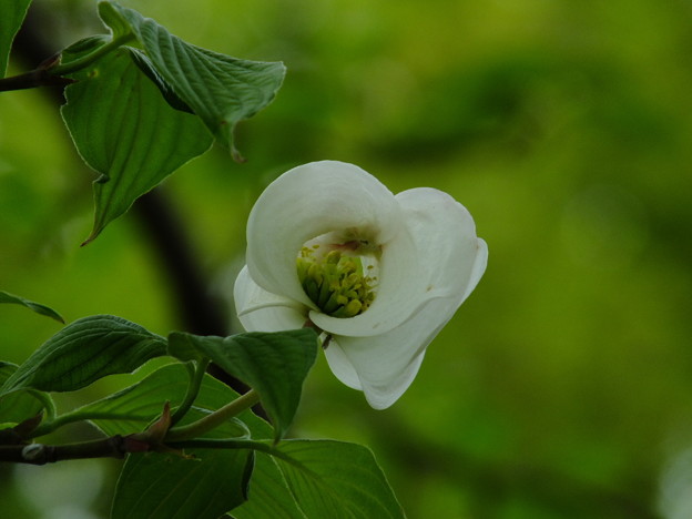 DSCF0293