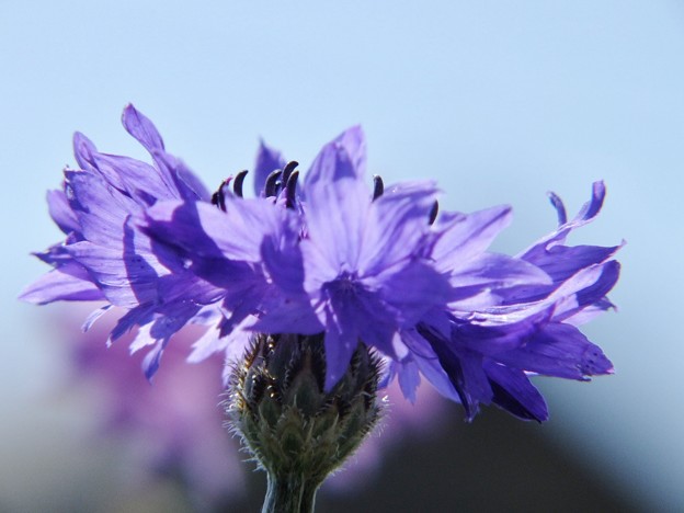 DSCF0073
