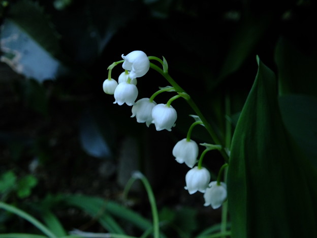 DSCF0001