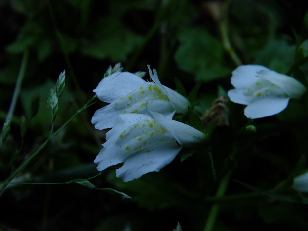 DSCF0042