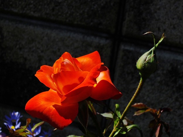 DSCF0113