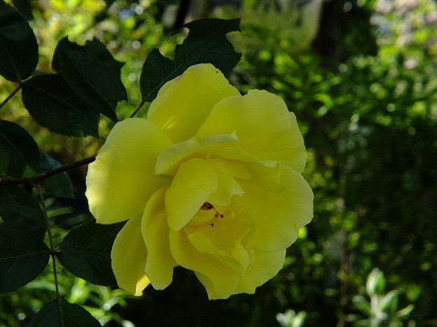 DSCF0234