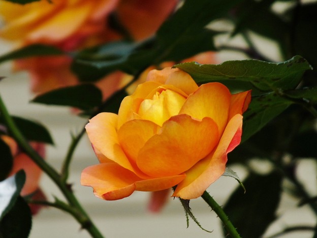 DSCF0264