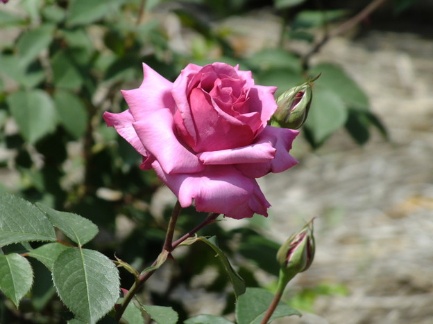 DSCF0370