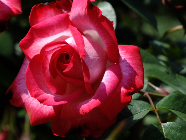 DSCF0324