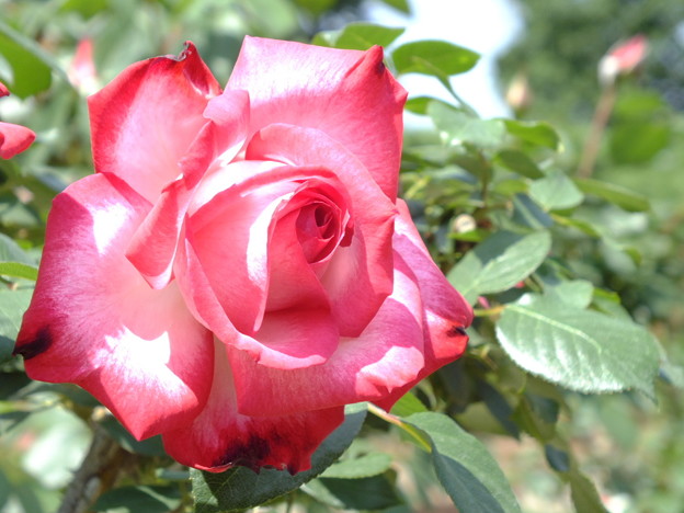 DSCF0345