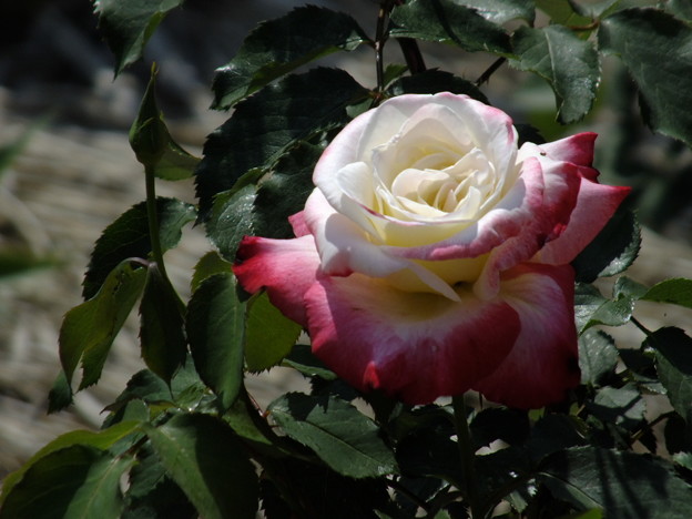 DSCF0365