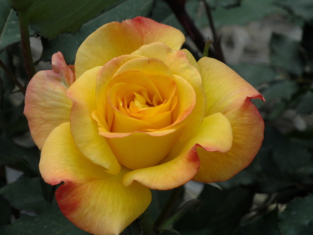 DSCF0403