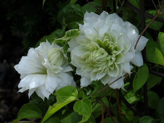 DSCF0449