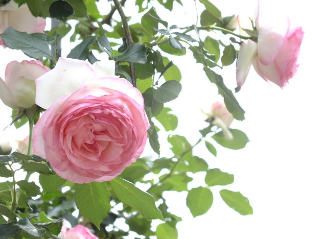 DSCF0086