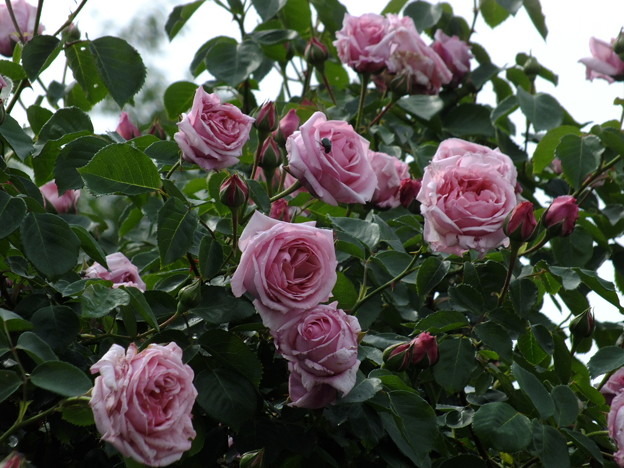 DSCF0118