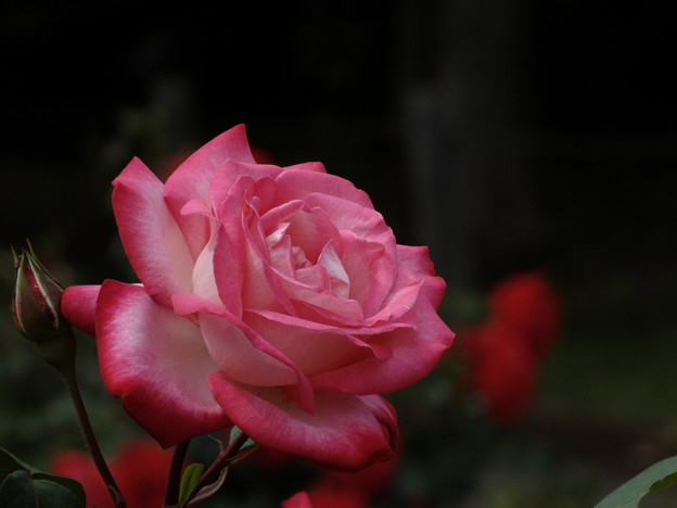 DSCF0133