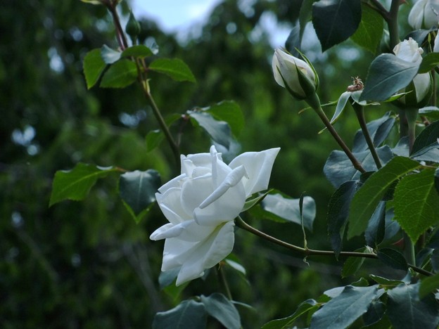 DSCF0112