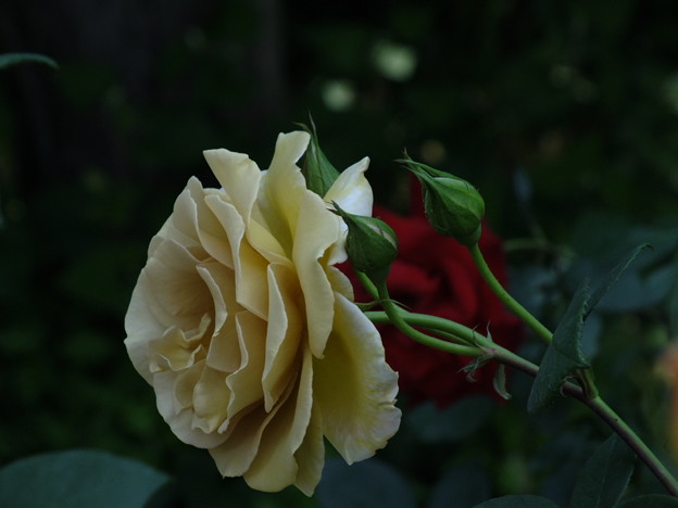 DSCF0436