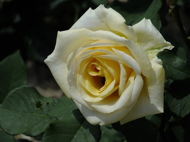 DSCF0299