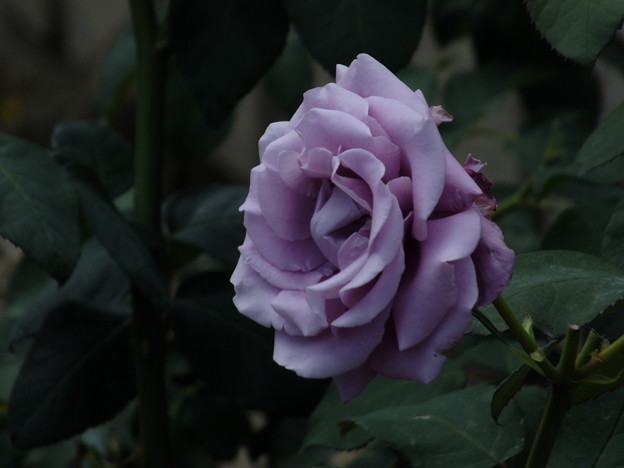 DSCF0316