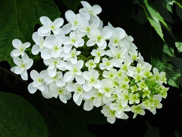 DSCF0069