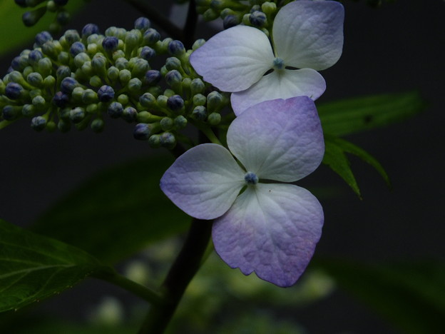 DSCF0143