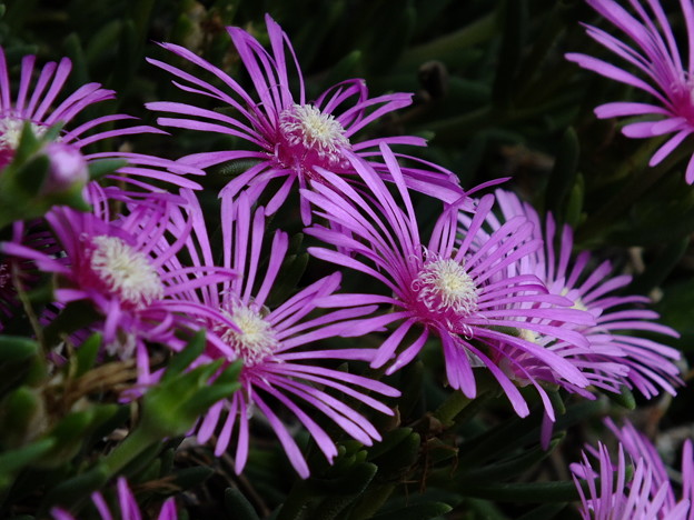 DSCF0099