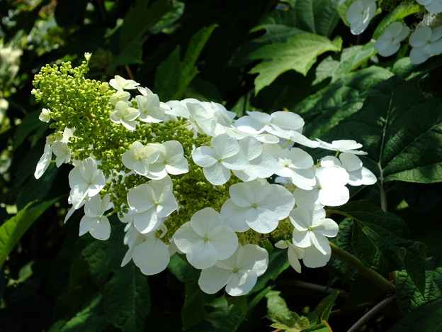 DSCF0103