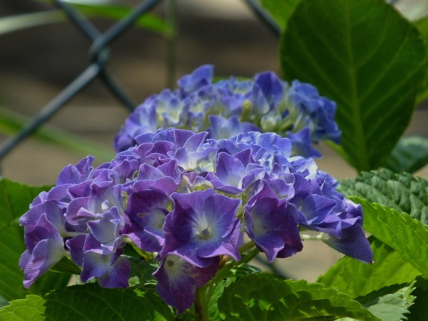 DSCF0093