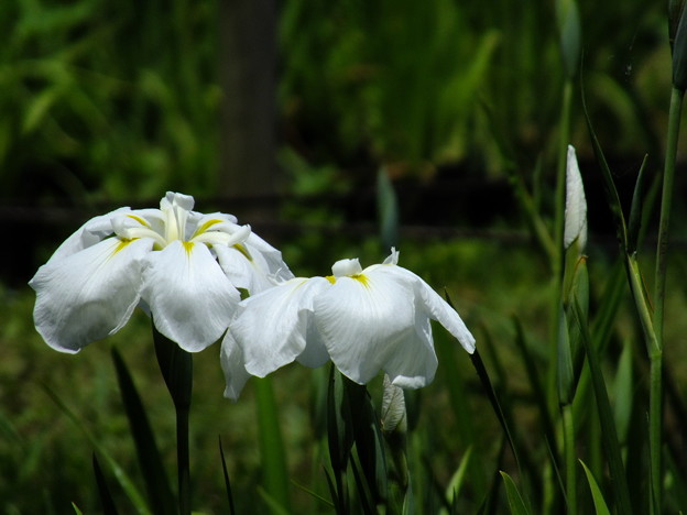 DSCF0273