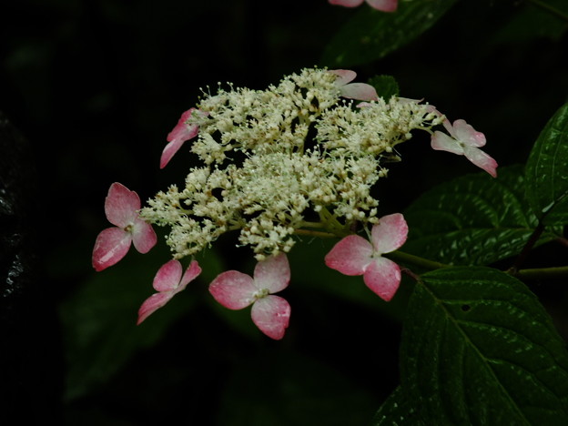 DSCF0047