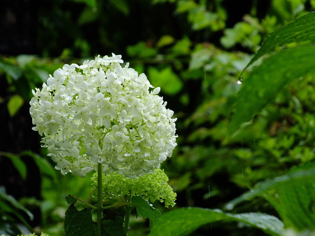 DSCF0181