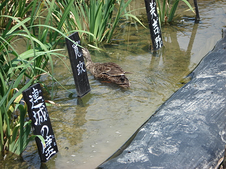 ここもかき回さないと