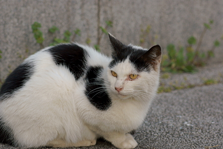 真ん中分け