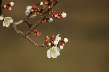 白梅 梅園 水元公園