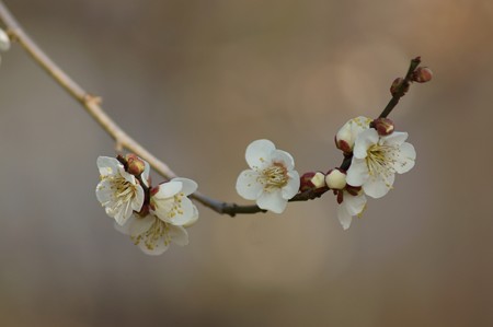 白梅 梅園 水元公園