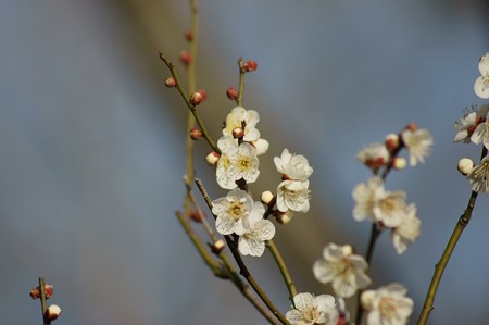 白梅 梅園 水元公園