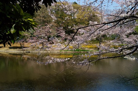 桜咲く　じゅんさい池緑地