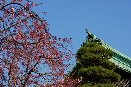 柴又帝釈天 枝垂れ桜と二天門
