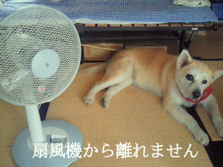 夏の友達