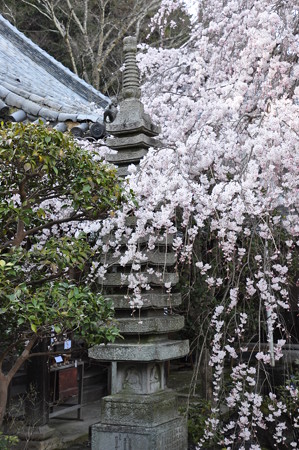石塔と枝垂桜