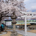 福島県庁近くの桜並木 2