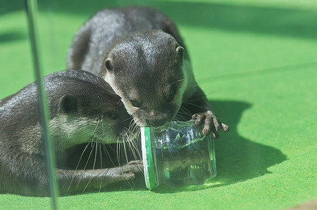 tokyowildlife110924087