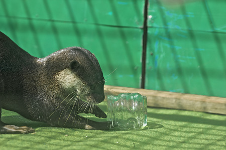 tokyowildlife110924130