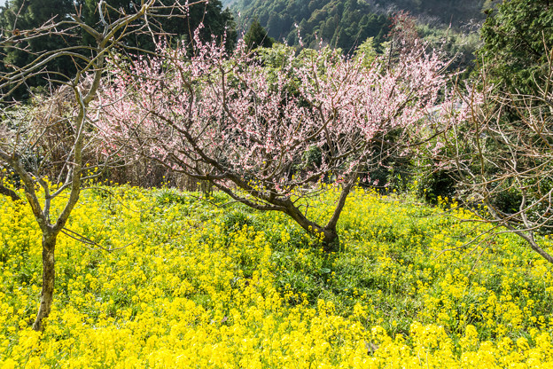 梅と菜の花