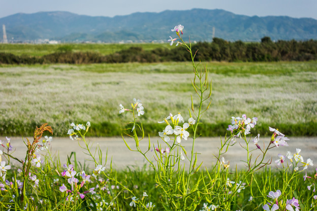 白い菜の花