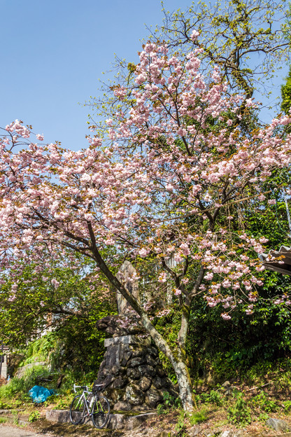 江里山の八重桜-1