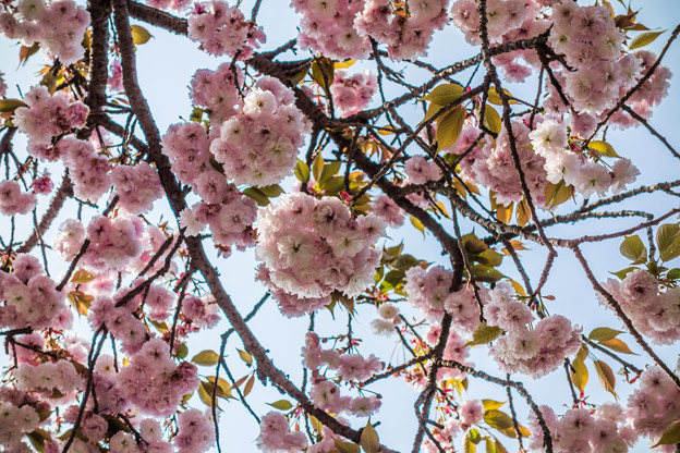 江里山の八重桜-2