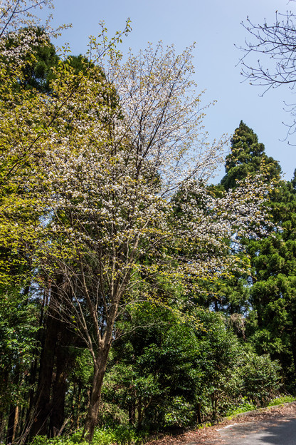 林道の桜-1
