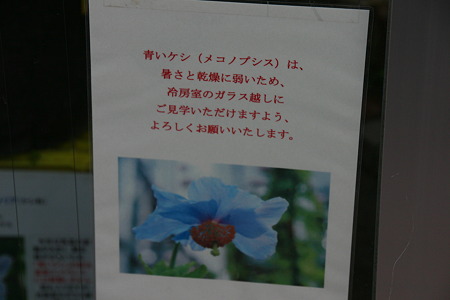 青いケシ