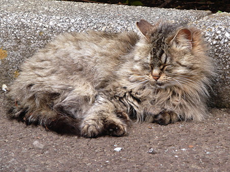 岩本山の猫たち